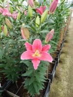 [5373 Mateo VZ No01.JPG]